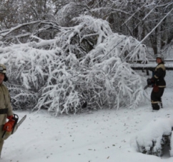 У Чернівецькій області поруч з дитячим будинком обвалилось 6 дерев