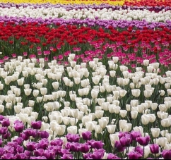 Тюльпанове поле в знімках Instagram