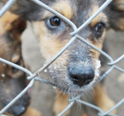 Петиція про притулок для тварин в Чернівцях набрала більше всього голосів