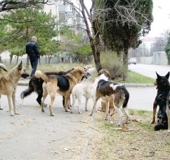 Бродячие собаки терроризируют центр города