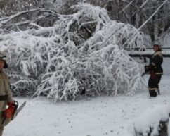У Чернівецькій області поруч з дитячим будинком обвалилось 6 дерев