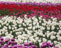 Тюльпанове поле в знімках Instagram
