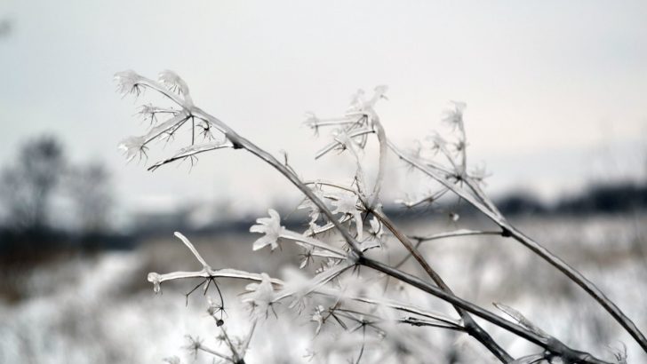 У Чернівцях та області очікують сильні морози та снігопади