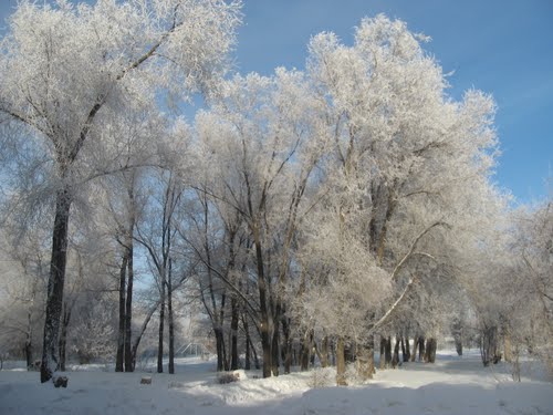 У Чернівецькій області прогнозують сильний вітер та мороз до -20 градусів