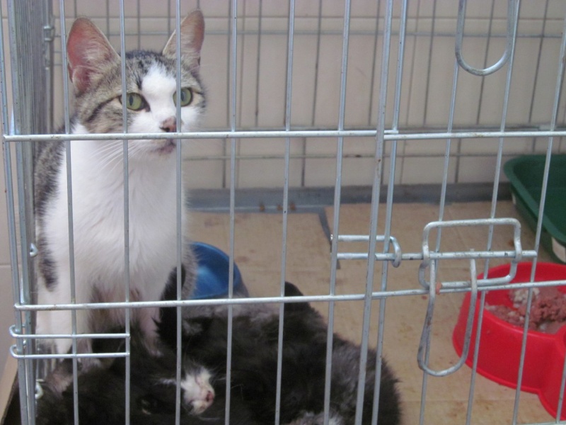 У Чернівцях в притулку для тварин з’являться котячі апартаменти