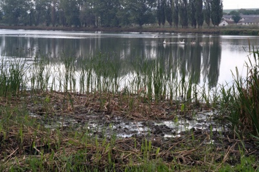 У Чернівецькій області біля ставка знайшли тіло чоловіка