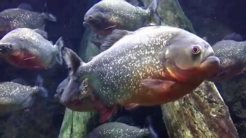 У Чернівцях триває виставка екзотичних риб