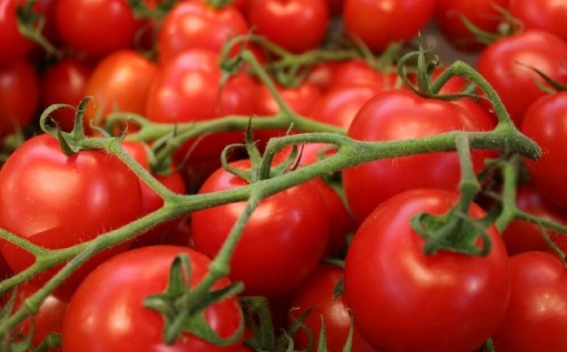 У Чернівецькій області у вантажі турецьких помідорів виявили карантинний організм