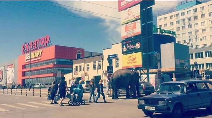 У Чернівцях на автомийці мили слона (відео)
