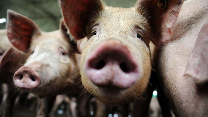 У Чернівецькій області знову виявили випадок африканської чуми свиней