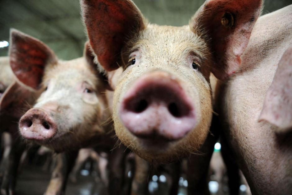 У Чернівецькій області знову виявили випадок африканської чуми свиней 
