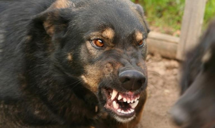 У Чернівецькій області від численних укусів собаки помер чоловік