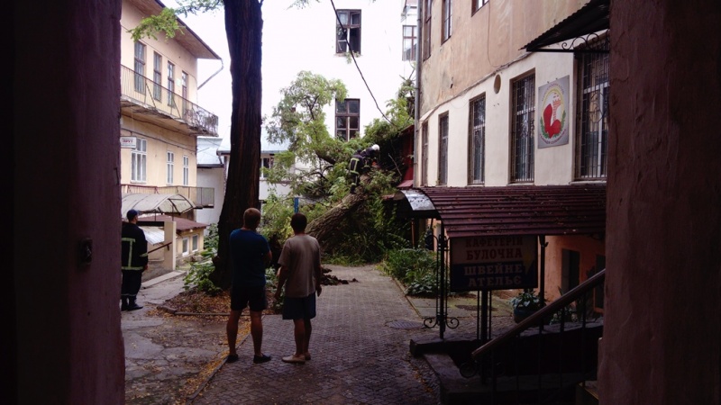 У Чернівцях старе дерево впало та пошкодило житлову будівлю