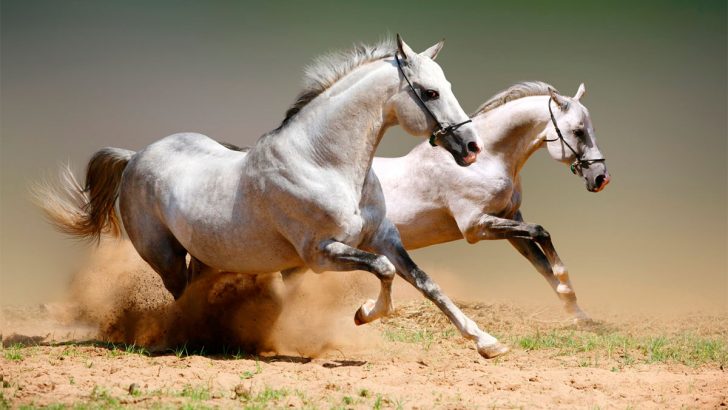 Чернівчан запрошують на обласний фестиваль «Коні мої, коні»