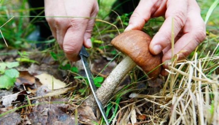 У Чернівецькій області 66-річну жінку госпіталізували через отруєння грибами