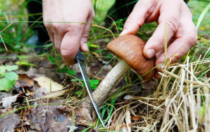 У Чернівецькій області двоє людей отруїлися грибами