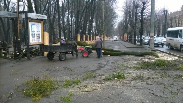 У Чернівцях обвалилось дерево: зачепило школяра, впало на авто та зруйнувало частину огорожі