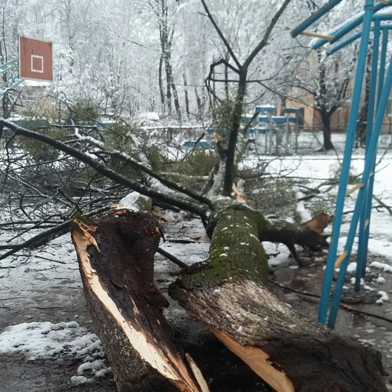 У Чернівцях аварійне дерево впало на спортивний майданчик школи
