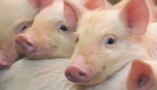 У Чернівецькій області поширюється чума свиней