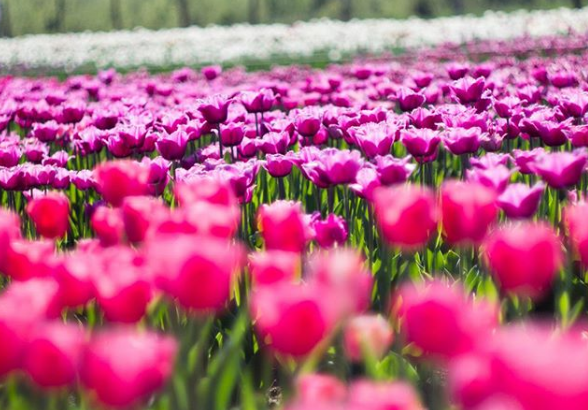 Перший фестиваль тюльпанів на Буковині у знімках Instagram