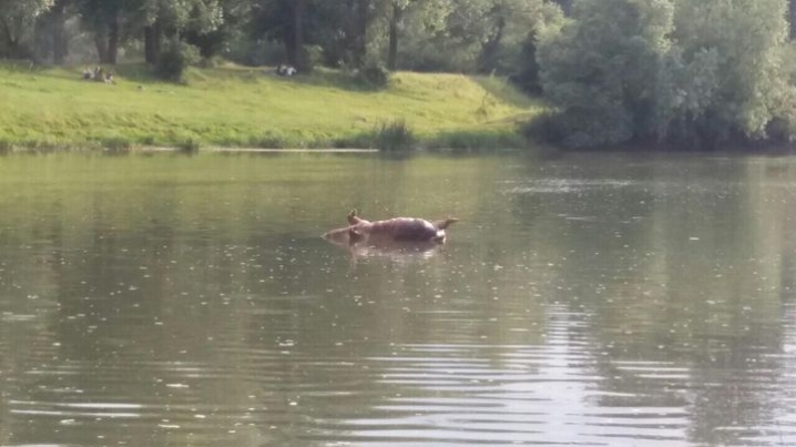 На Буковині у Пруті біля міського пляжу плавала тушка свині