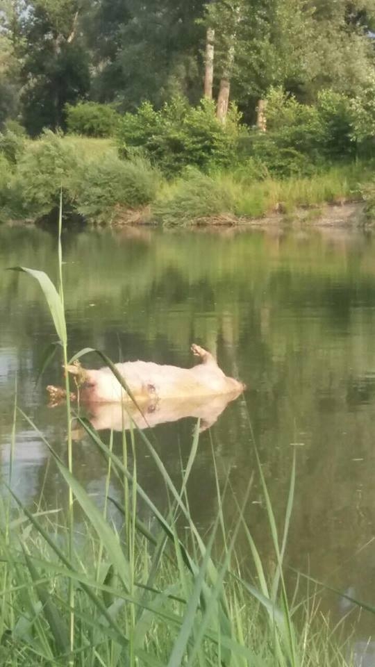 На Буковині у Пруті біля міського пляжу плавала тушка свині