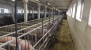 Понад 2000 свиней знищать на Буковині через АЧС