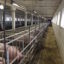 Понад 2000 свиней знищать на Буковині через АЧС