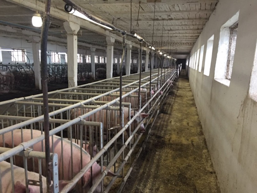 Понад 2000 свиней знищать на Буковині через АЧС  